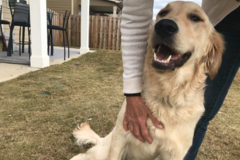 Request Quote: Coweta Fayette In Home Pet Sitting Service - Senoia, GA
