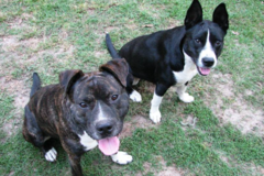 Request Quote: Animal Healing Services - Nationwide