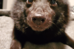 Request Quote: Who Let The Dogs Out - Pet Sitting Service - Lake Elsinore, CA