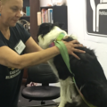PawZenMotion - Canine Massage Therapy - Chicago, IL