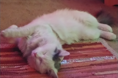 Request Quote: Kelly and Lita's In Home Pet Sitting Service - Flagstaff, AZ