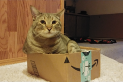 Request Quote: Kelly and Lita's In Home Pet Sitting and Dog Walking - Flagstaff, AZ