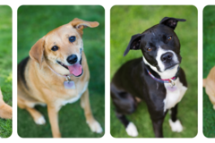 Request Quote: My Atlanta Dog Photographer - Atlanta, GA