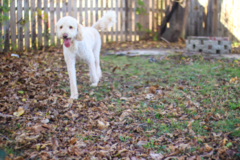 Request Quote: Raven's K9 to 5 Pet Boarding and Pet Sitting Services  - New Albany, IN