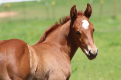 Request Quote: Bar C Bar Performance Horses LLC - Horse Boarding - Callisburg, TX