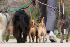 Request Quote: AnimalLovers Petsitting - Dog Walking and more - Los Angeles, CA