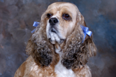 Request Quote: The Picture Taker Portrait Studio - Pet Photographer - Minocqua, WI