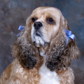 The Picture Taker Portrait Studio - Pet Photographer - Minocqua, WI