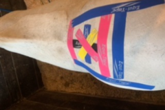 Request Quote: JW Equine Bodyworks LLC - Horse Massage - Stanwood, WA