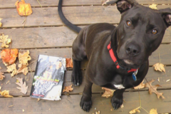 Request Quote: Dogs Anonymous - In Home Canine Training - Greensboro, NC
