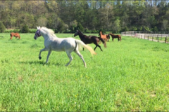Request Quote: Creek's Bend Farm - Horse Boarding - Franklin, KY