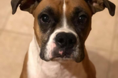 Request Quote: Unmistaken Stars Farm Sanctuary - CCPDT Private Dog Trainer - Hubbardston, MA