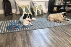 Request Quote: Matrix Therapy - Animal Massage Care - Austin, TX