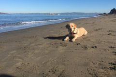 Request Quote: Can-Do Canine - Pet Care and Training - Santa Ana, CA