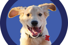 Request Quote: Happy Hound Playground - In Home Pet Sitting and Dog Walking - Denver, CO