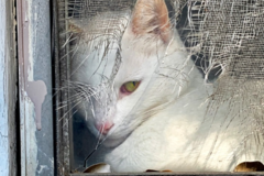 Request Quote: Cat Gwynn Pet Photographer - Los Angeles, CA