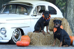Request Quote: Suburban Pet Care - In Home Pet Sitting Services - Overland Park, KS
