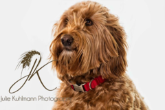 Request Quote: Julie Kuhlmann Pet Photography - Smith Center, KS