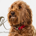 Julie Kuhlmann Pet Photography - Smith Center, KS