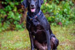 Request Quote: Marcie Fry Pet Photography  - Lake Mary, FL