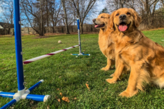 Request Quote: Canine Coach Mike - Certified Virtual or In Home Dog Trainer - Albany, NY