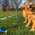 Canine Coach Mike - Certified Virtual or In Home Dog Trainer - Albany, NY