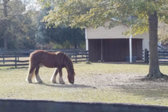 Request Quote: TLC Equine Services - Wagener, SC