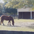 TLC Equine Services - Wagener, SC
