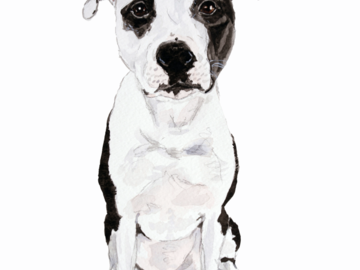 Pit bull Dog Portrait