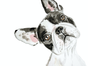 boston terrier pet portrait