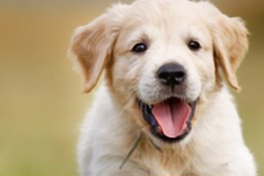 Request Quote: Doodle Scoopers - Pet Waste Removal Service - Bethel Park, PA