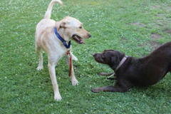 Request Quote: Happy Dog Basic Obedience - Private Dog Training - Fresno, CA