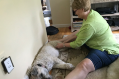 Request Quote: Sheila Clifford, LMT, CCMT, CEMT - Animal Massage Therapy - Bedford, NH