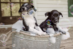 Request Quote: Rochelle Hicks Pet Photography  - Prosper, TX