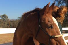 Request Quote: True Horse Bodywork - Loma Rica, CA