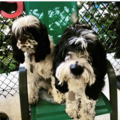 Beach Dog Fun - Doggy Daycare and Boutique - Camarillo, CA