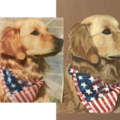 Pet Portraits by Becky - Nationwide