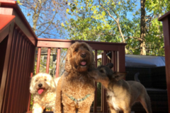 Request Quote: Maplewood Pet Care and Pet Sitting Services  - Maplewood, NJ