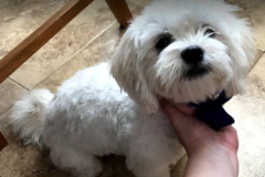 Request Quote: Pawfect Peticures - Pet Mobile Grooming Service - Queen Creek, AZ