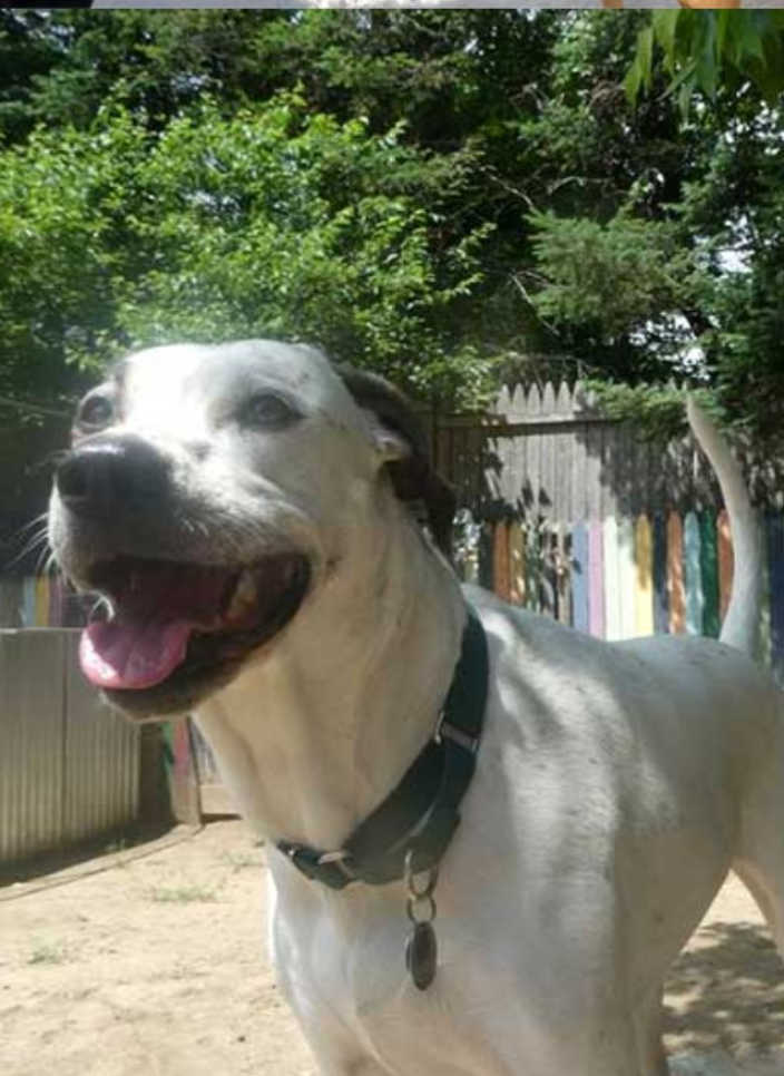 Colchester, VT Sleepydog Kennel Doggie Daycare & Boarding