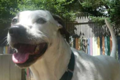 Request Quote: Sleepydog Kennel Doggie Daycare & Boarding - Colchester, VT