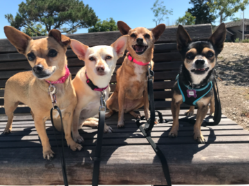 The Chihuahua walking gang!