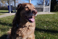 Request Quote: Paws and Claws Pet Service - In Home Pet Sitters - Madison, WI