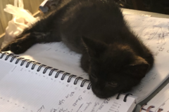 Request Quote: Mt Hermon Pet Grooming & Boarding  - Danville, VA