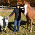 Connecticut Equine Therapy, LLC - Naugatuck, CT