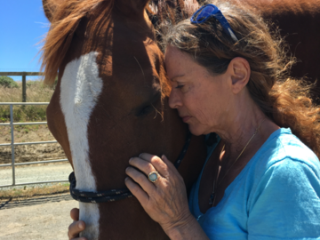 Rescue horses receiving Reiki Animal Healing