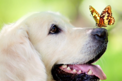 Request Quote: All About Pets Veterinary - Animal Acupuncture - Travelers Rest, SC