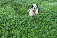 Request Quote: Salty Dog Animal Wellness - Redmond, OR