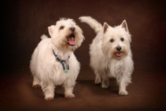 Request Quote: Fairview Pet Photography Studio - Milwaukee, WI