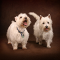 Fairview Pet Photography Studio - Milwaukee, WI